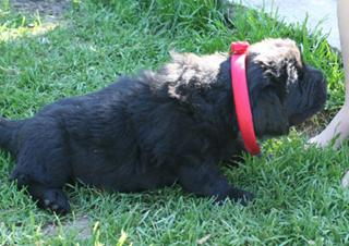 Cyrano-de-Begerac.jpg