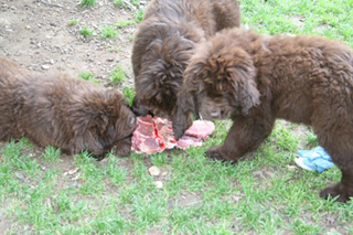 letzte-gemeinsame-Mahlzeit.jpg