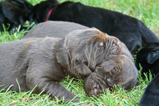 Dorle-und-Bruder.jpg